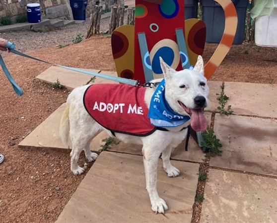 MAVIUS, an adoptable Mixed Breed in Santa Fe, NM, 87507 | Photo Image 1