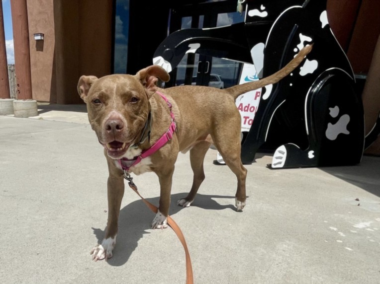 TORO, an adoptable Mixed Breed in Santa Fe, NM, 87507 | Photo Image 1
