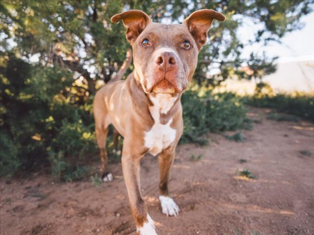 TORO, an adoptable Mixed Breed in Santa Fe, NM, 87507 | Photo Image 1