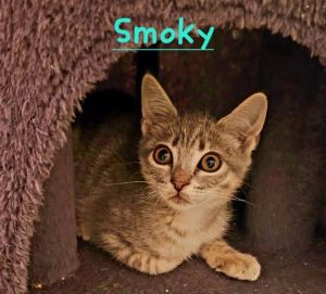 SMOKEY, Young Female Domestic Short Hair