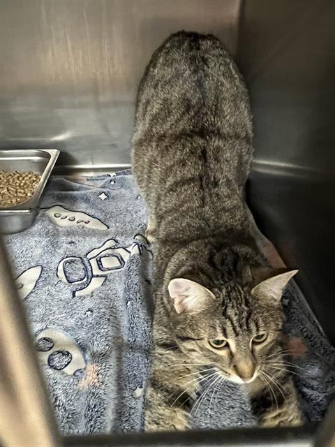 DECLAN, an adoptable Domestic Short Hair in Casper, WY, 82601 | Photo Image 1