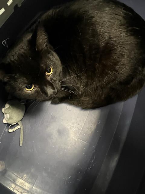 KYLE, an adoptable Domestic Short Hair in Casper, WY, 82601 | Photo Image 1