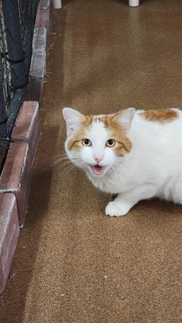 CASSIUS, an adoptable Domestic Short Hair in Casper, WY, 82601 | Photo Image 1