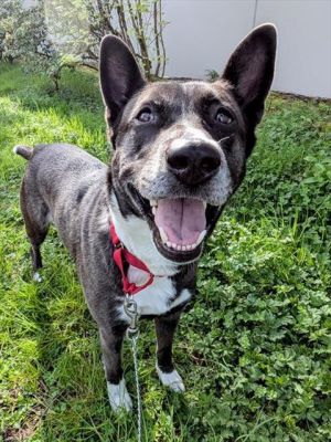 Hi My name is Aurora and I am available for adoption I was brought in by a good samaritan on