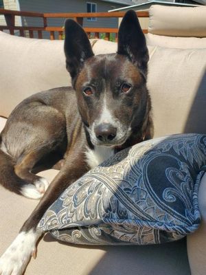 Hi My name is Aurora and I am available for adoption I was brought in by a good samaritan on