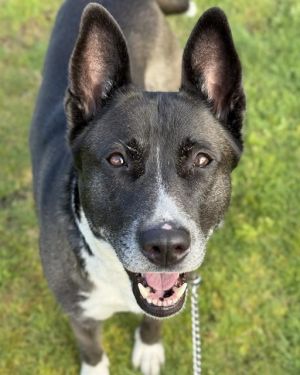 Hi My name is Aurora and I am available for adoption I was brought in by a good samaritan on
