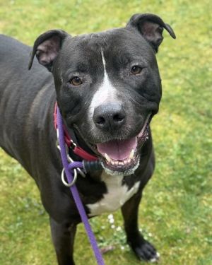 Hi My name is Kwame and I am available for adoption I was brought in by my previous owner on