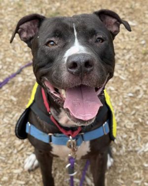 Hi My name is Kwame and I am available for adoption I was brought in by my previous owner on