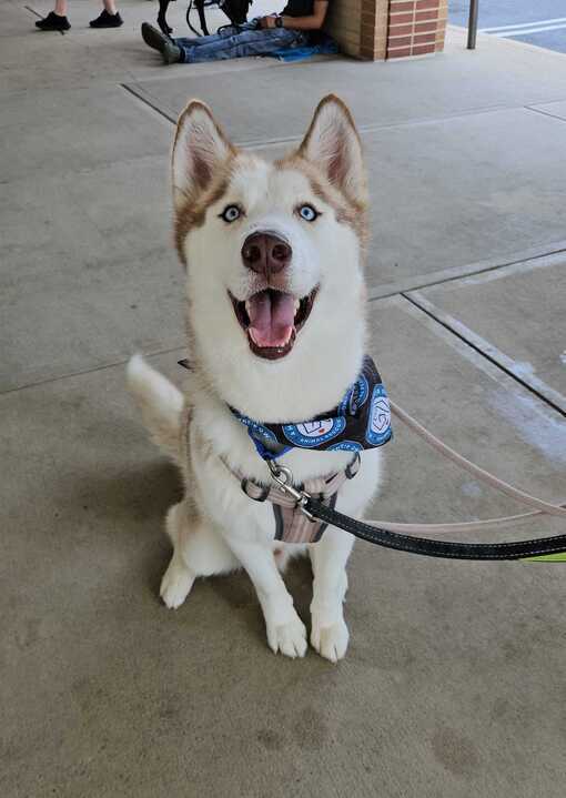 Toby