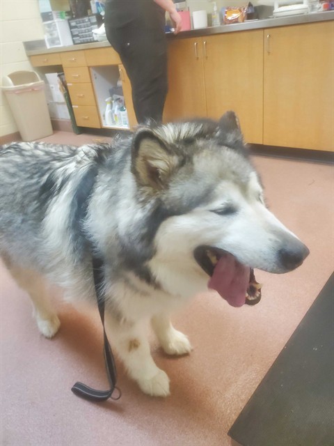 NIKKO