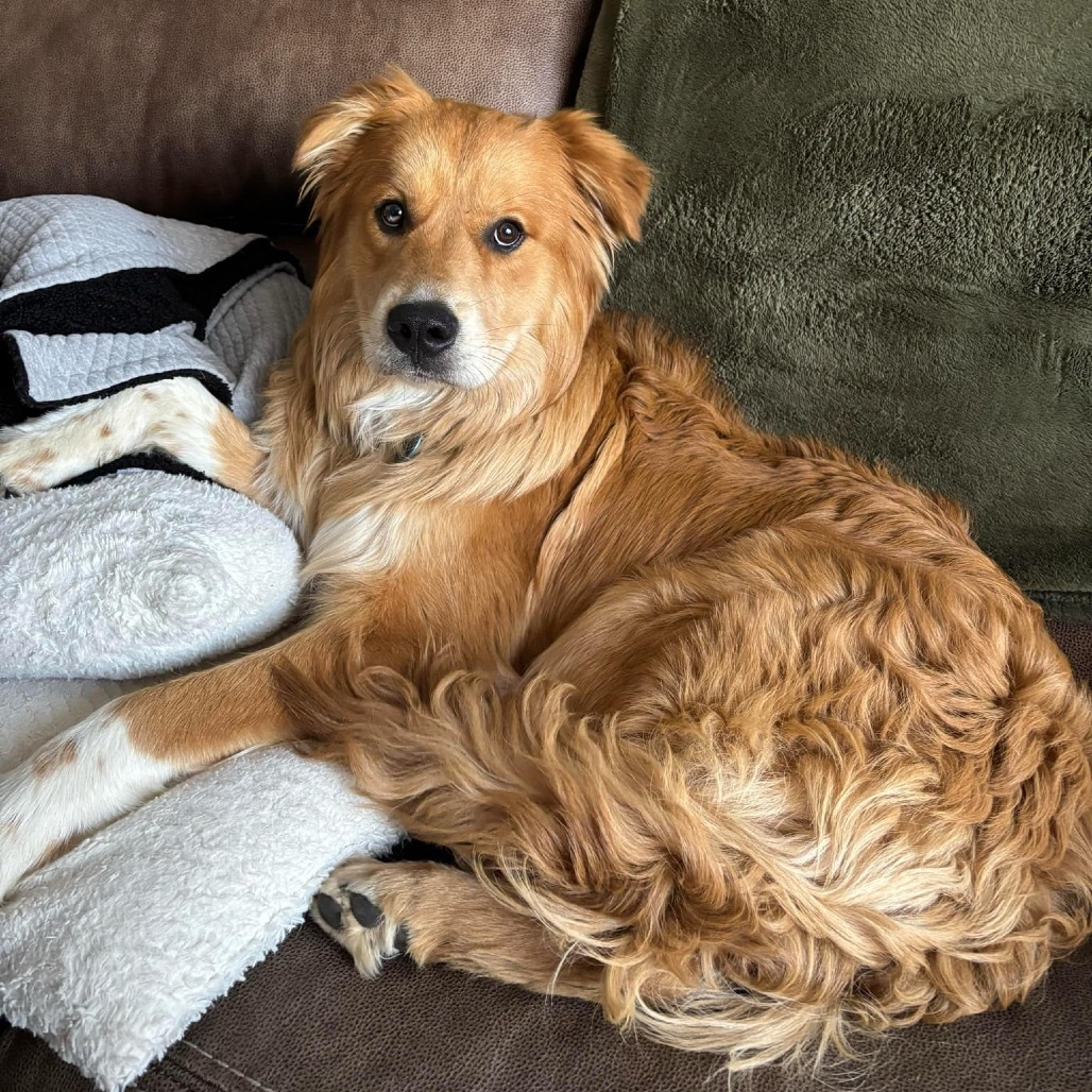 Kruz, an adoptable Mixed Breed in Bismarck, ND, 58507 | Photo Image 1