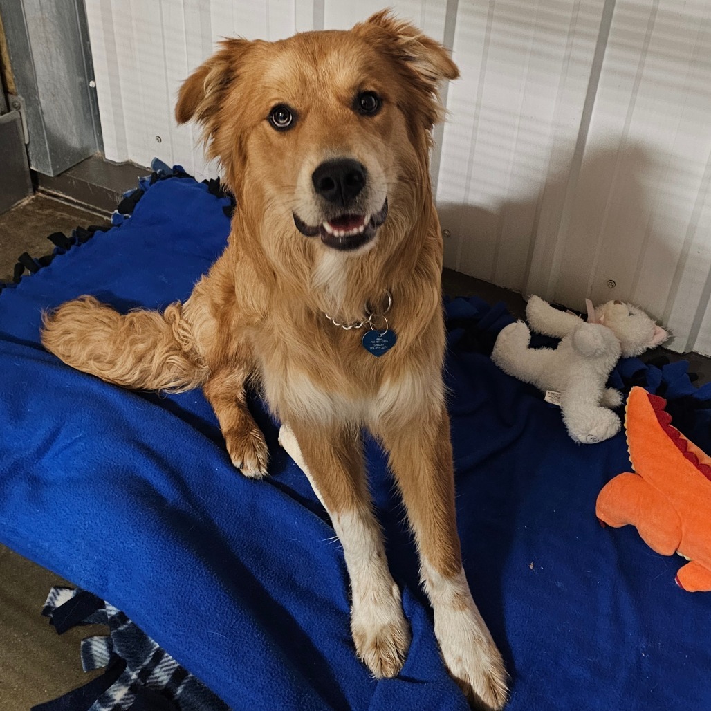 Kruz, an adoptable Mixed Breed in Bismarck, ND, 58507 | Photo Image 2