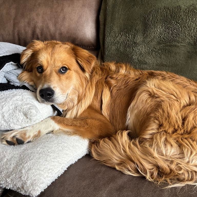 Kruz, an adoptable Mixed Breed in Bismarck, ND, 58507 | Photo Image 3