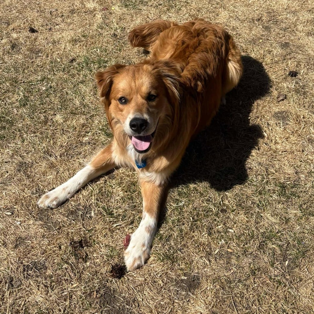 Kruz, an adoptable Mixed Breed in Bismarck, ND, 58507 | Photo Image 5