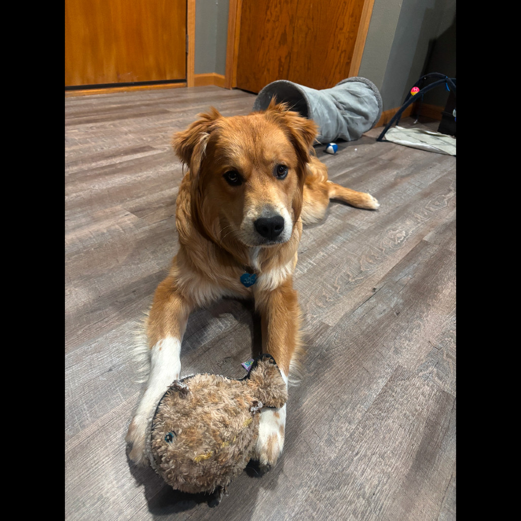 Kruz, an adoptable Mixed Breed in Bismarck, ND, 58507 | Photo Image 6