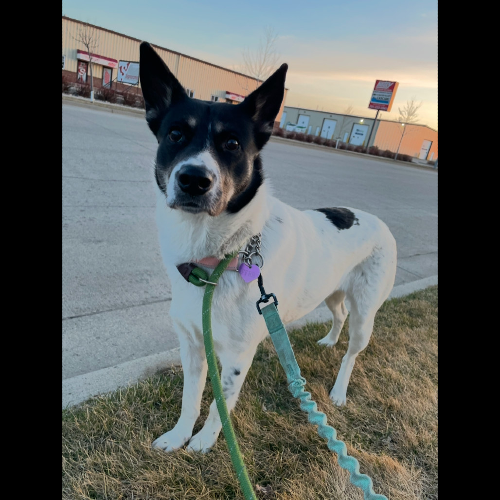 Barbie, an adoptable Mixed Breed in Bismarck, ND, 58507 | Photo Image 1