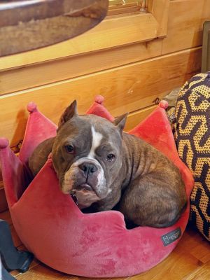 Meet Papaya Peach Papaya is a sweet and soulful 40 lb female pit bullbulldog mix whos ready for a 