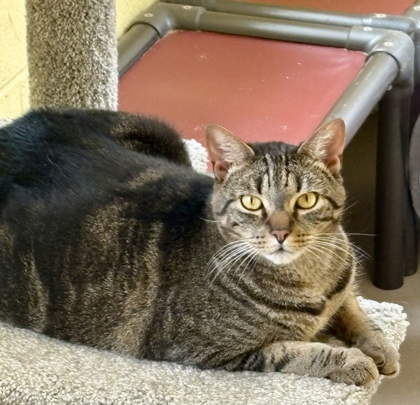 PUMPKIN (neut./declawed!)