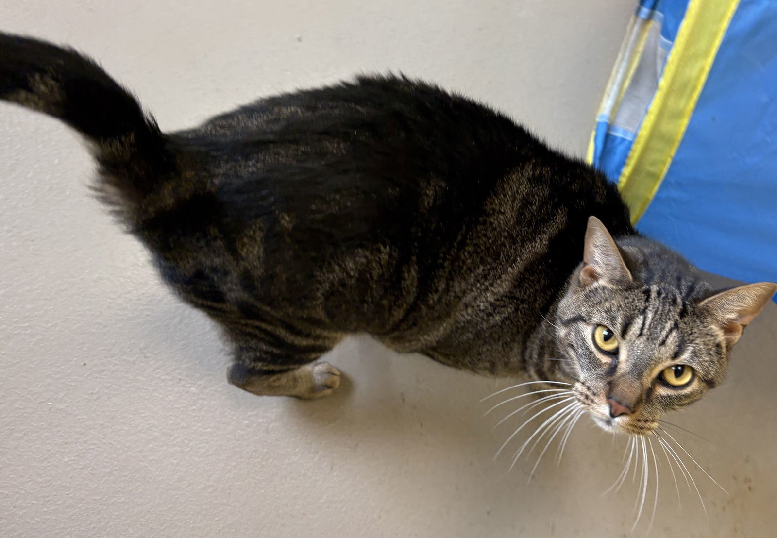 PUMPKIN (neut./declawed!)