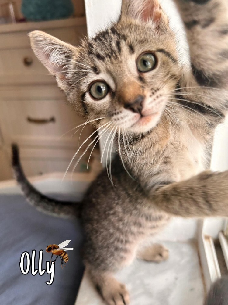 Olly