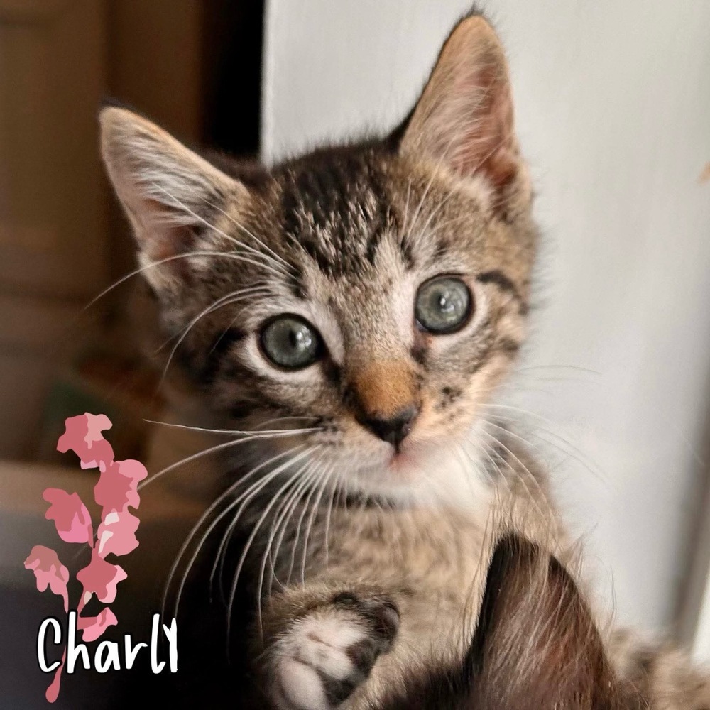 Charly