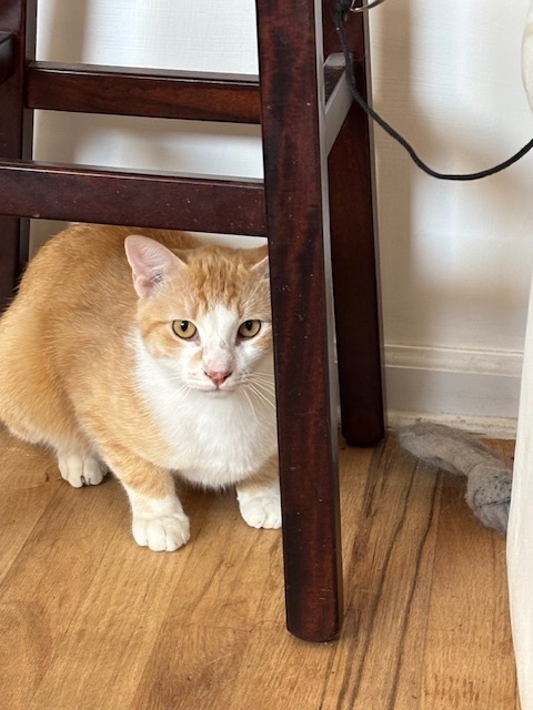 Gino