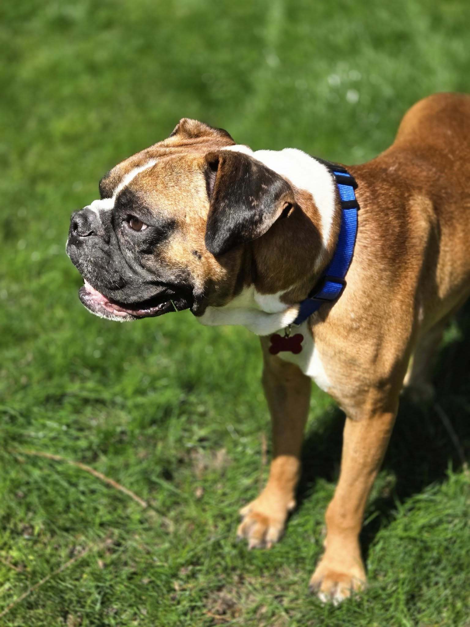 Oswald