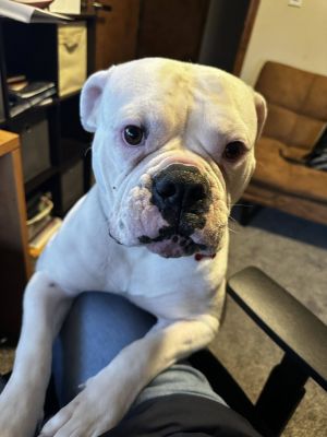 Ariel 15 YO 70 Pounds Kid  Dog Friendly Fostered in Spokane WA Hi I am Ariel My foster family