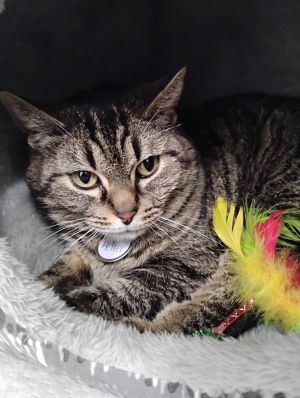 Heifer, Adult Female Domestic Short Hair