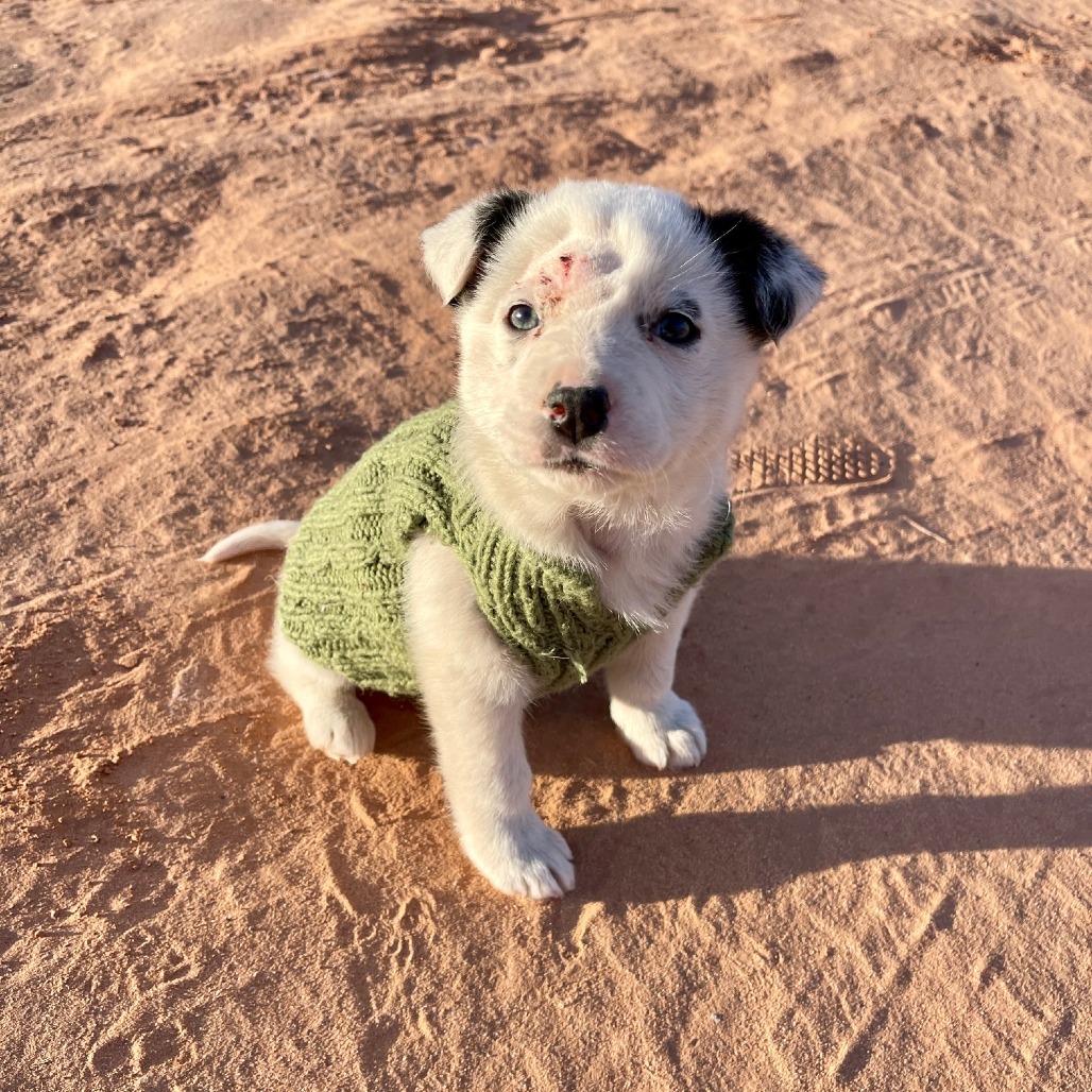 Tucker, an adoptable Shepherd in Tuba City, AZ, 86045 | Photo Image 2