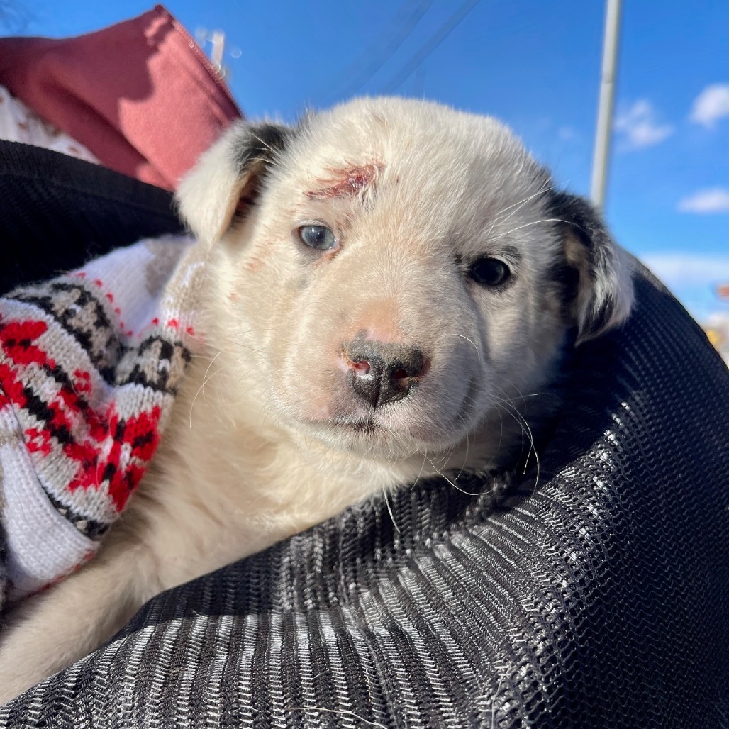 Tucker, an adoptable Shepherd in Tuba City, AZ, 86045 | Photo Image 3
