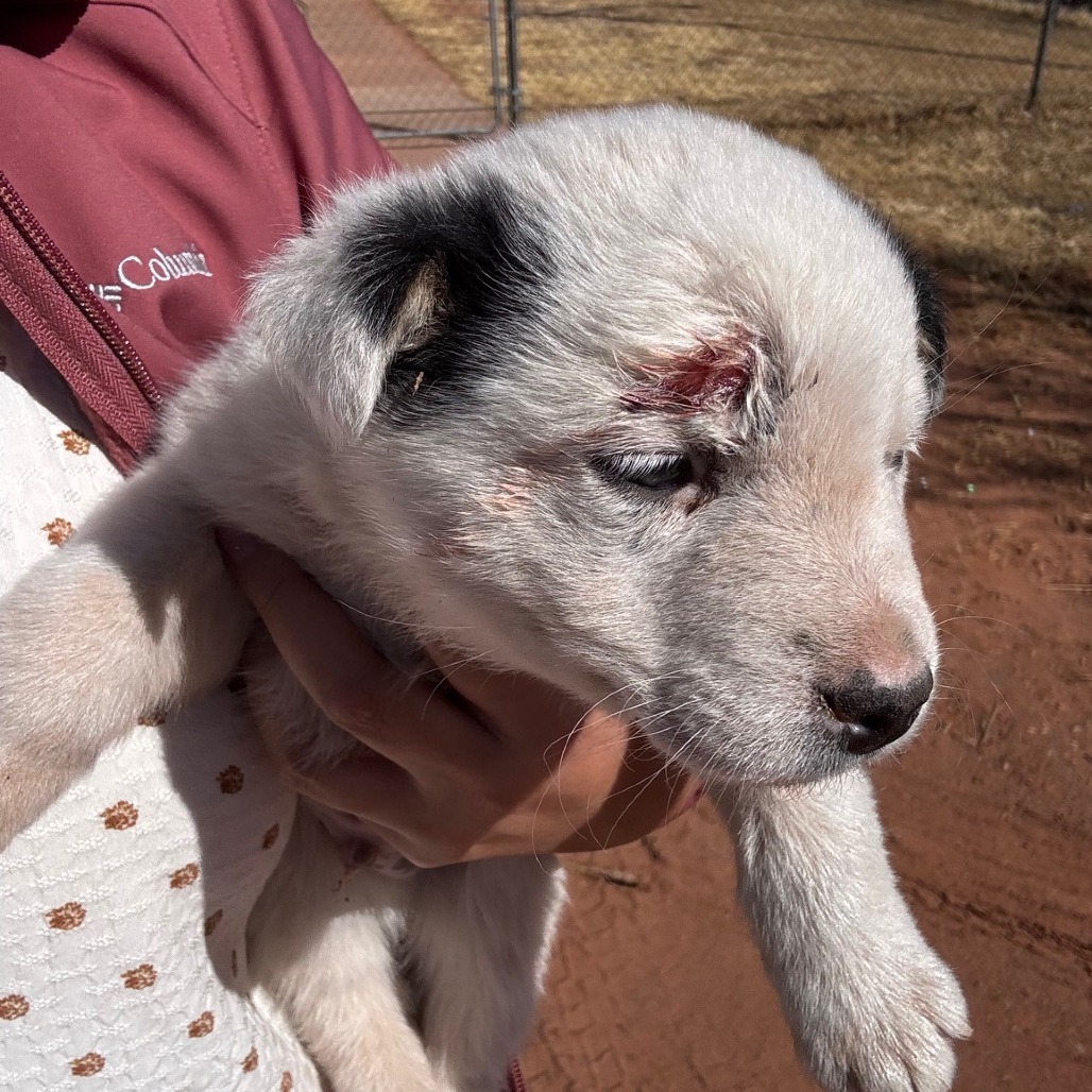 Tucker, an adoptable Shepherd in Tuba City, AZ, 86045 | Photo Image 4