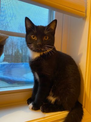 Taz, Young Male unknown