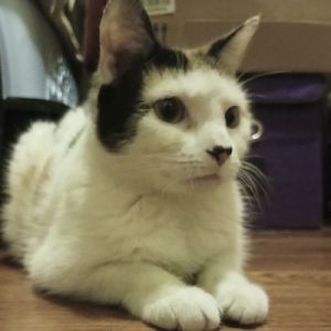 Almond Domestic Short Hair Cat