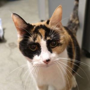Xena Domestic Short Hair Cat