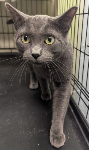 DAMON, Adult Male Domestic Short Hair