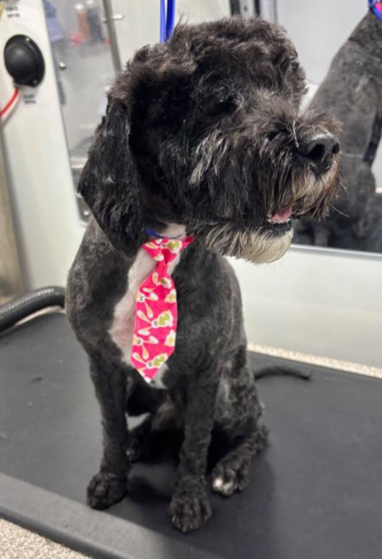 King, an adoptable Cockapoo in Phoenix, AZ, 85021 | Photo Image 1