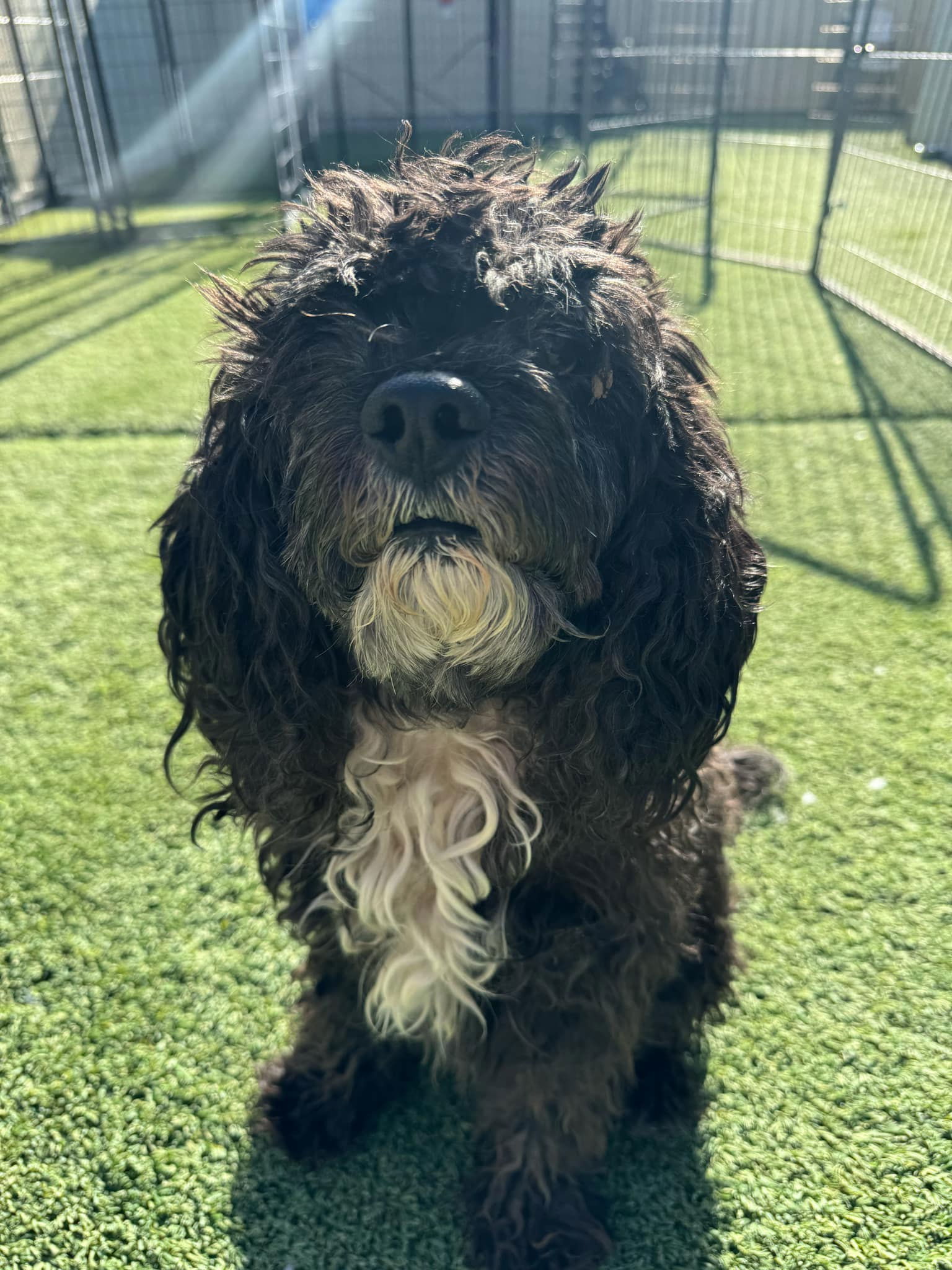 King, an adoptable Cockapoo in Phoenix, AZ, 85021 | Photo Image 2