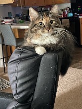 Nina, an adoptable Domestic Short Hair in Saint Cloud, MN, 56304 | Photo Image 1