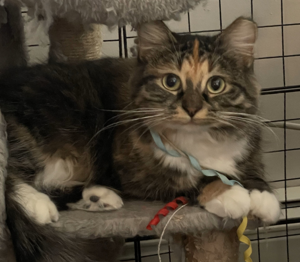 Nina, an adoptable Domestic Short Hair in Saint Cloud, MN, 56304 | Photo Image 2