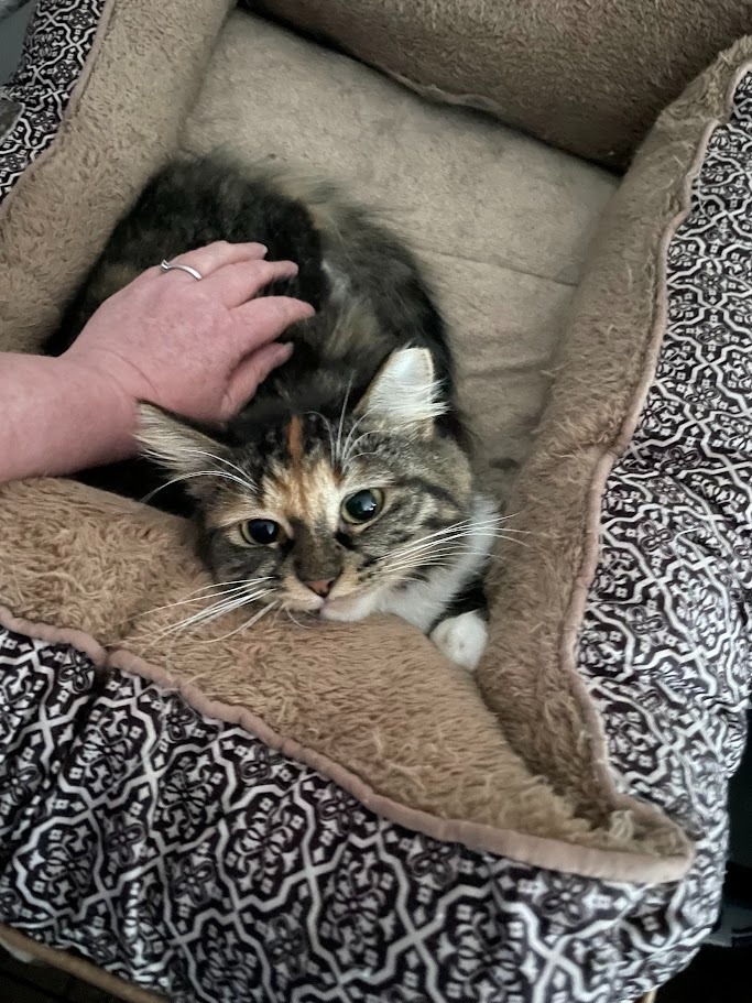 Nina, an adoptable Domestic Short Hair in Saint Cloud, MN, 56304 | Photo Image 3