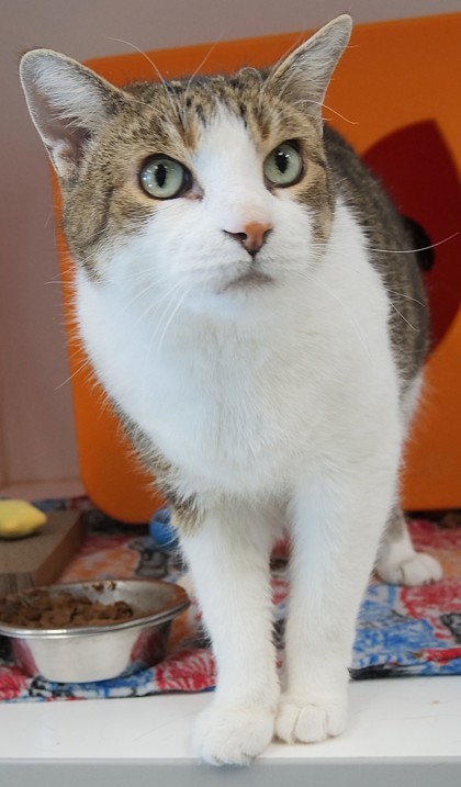 Star Lord (in foster)