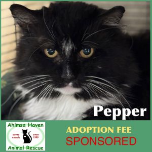 Pepper, Adult Male unknown
