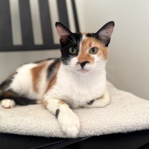 Ember is a stunning calico with a spicy personality and a serious independent st