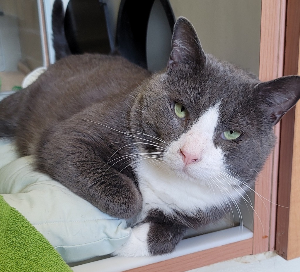 Smokey *Sponsored Senior