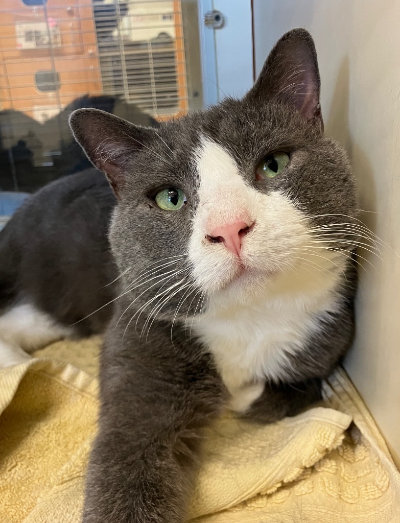 Smokey *Sponsored Senior