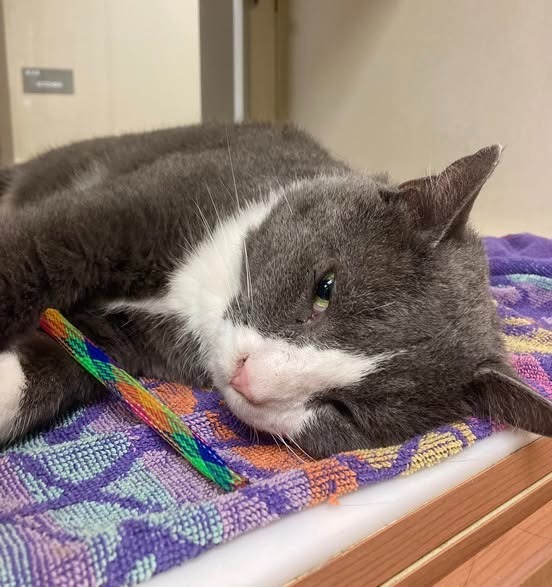 Smokey *Sponsored Senior