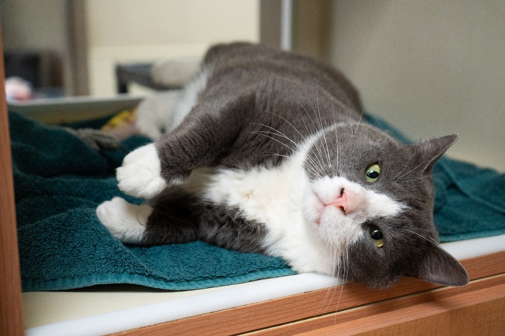 Smokey *Sponsored Senior