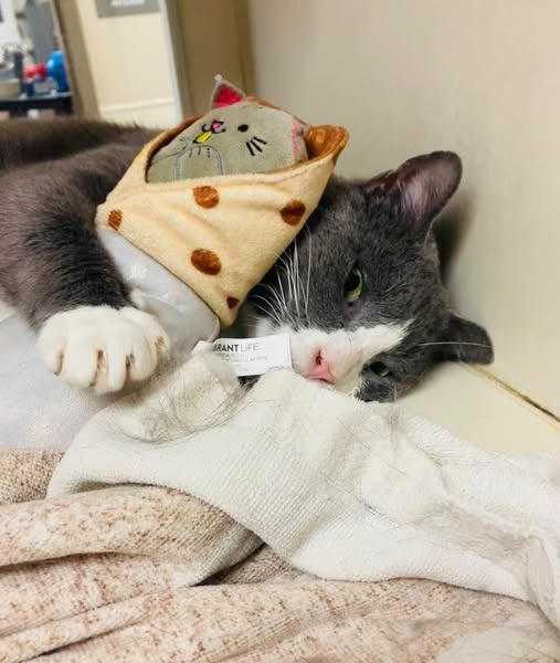 Smokey *Sponsored Senior