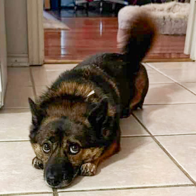 Gizmo I (New Digs)